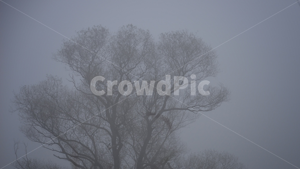 안개,나무,새벽,숲,풍경,식물,자연,plants,nature,나무,trees,wood