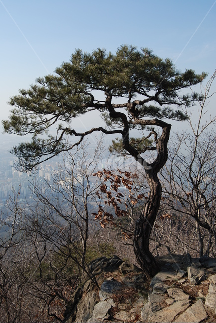 검단산,하남,겨울,탐방로,자연,식물,자연,plants,nature,나무,trees,wood