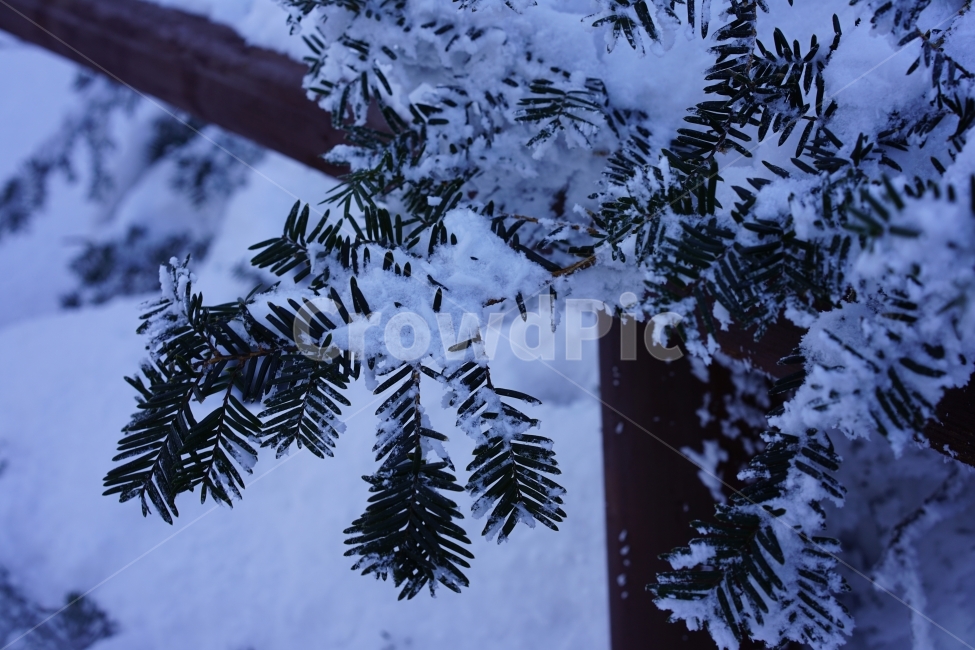 눈꽃,설산,상고대,겨울,겨울산,자연,풍경,겨울,계절,winter,season,식물,자연,plants,nature