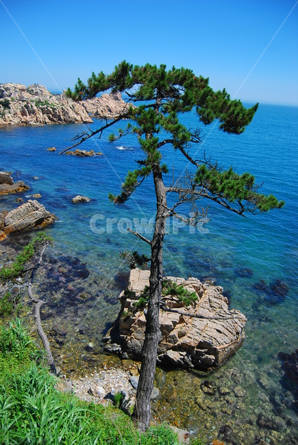 자연,바다,소나무,해변,풍경,대왕암,자연,풍경,nature,landscape,한국자연풍경,한국자연경관,korea nature landscape,식물,plants,나무,trees,wood,water,물,shoreline,해안선,outdoors,옥외,sea,ocean,대양,land,땅,promontory,곶
