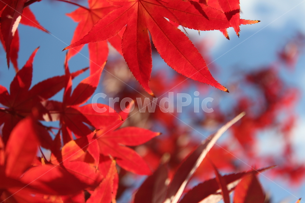 leaf,잎,tree,maple,단풍,가을,계절,fall,autumn,season,plant,식물,나무