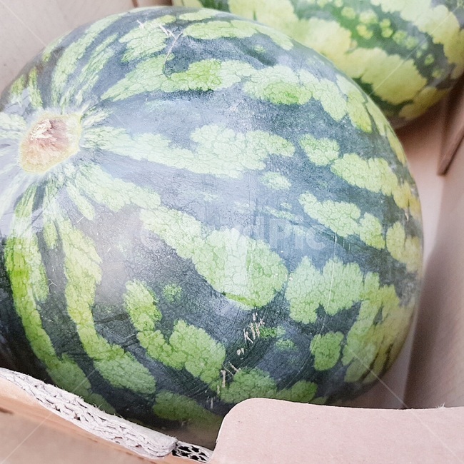 수박,여름과일,여름,과일,달다