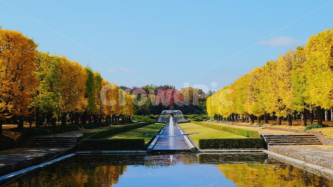 일본,쇼와기념공원,도쿄,공원,은행,은행나무,가을,japan,tokyo,park,tree