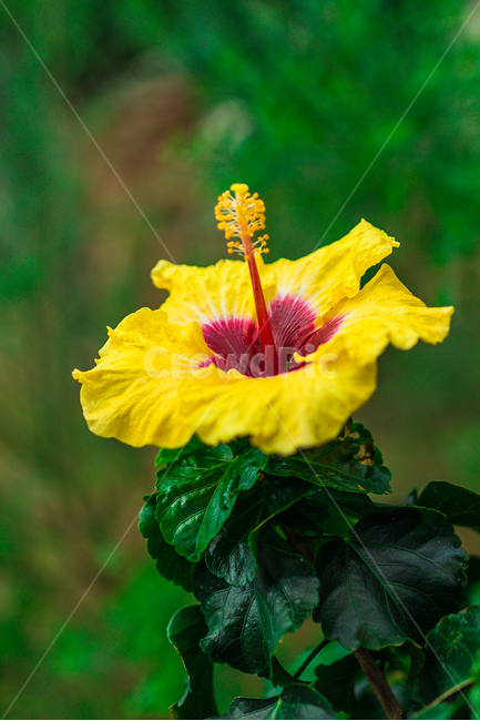 꽃,식물,꽃잎,노란꽃,노란색,식물,자연,plants,nature,꽃,flower