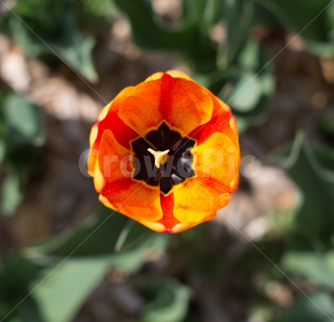 튤립,꽃밭,꽃,컬러풀,풍경,화단,나들이,소풍,접사,식물,자연,plants,nature,꽃,flower