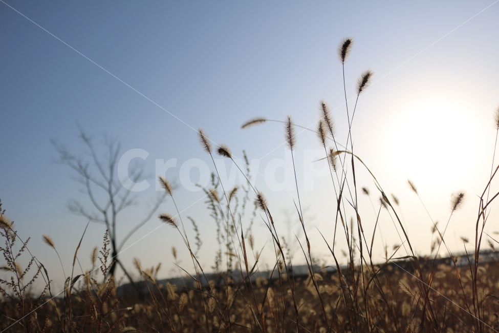 강아지풀,가을,하늘,햇빛,풀밭,자연,풍경,nature,landscape,가을,계절,fall,autumn,season,plant,식물,grass,잔디,lawn,reed,갈대