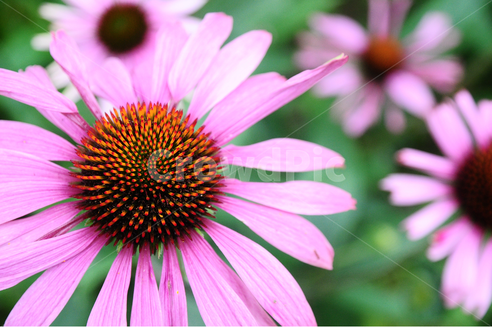 코스모스,가을꽃,루드베키아,개화,국화,만개,꽃잎,분홍,핑크,closeup,blooming,natural,green,floral,petal,herbal,red,flower,botanical,head,cone,summer,blossom,bloom,gardening,korea,macro,pink,flora,stem,korean,purple,garden,color,plant,beauty,herb,beautiful,background,nature,magenta,pretty,summerflowers,purpleflowers,coneflower,rubinstern,echinacea,pyeongchang,식물,야외,자연,공원,식물,자연,plants,nature,꽃,flower