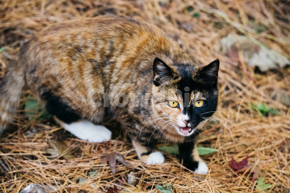 고양이,cat,길고양이,냥이,냥냥이,동물,animal,포유류,mammal,고양이,cat,kitten,kitty