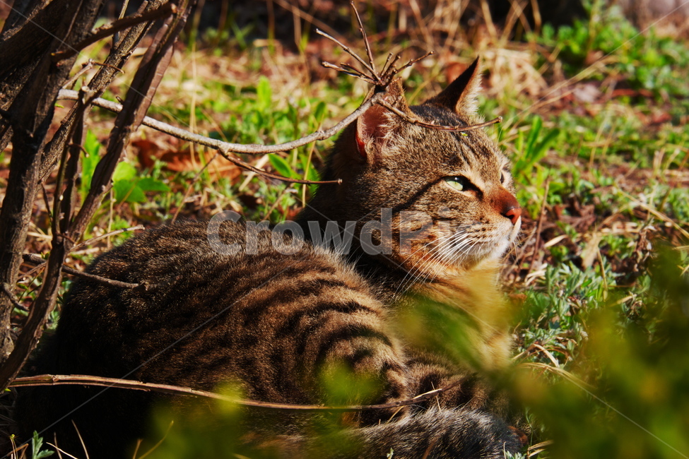 공원,길고양이,햇살,편안함,자유로움,동물,animal,포유류,mammal,고양이,cat,kitten,kitty