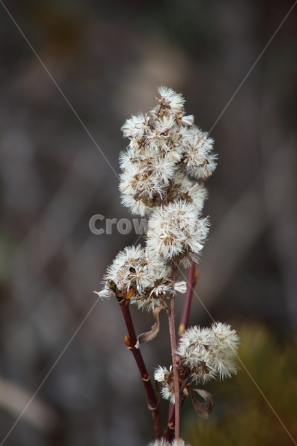 씨앗,종자,번식,식물,seed,식물,자연,plants,nature,꽃,flower