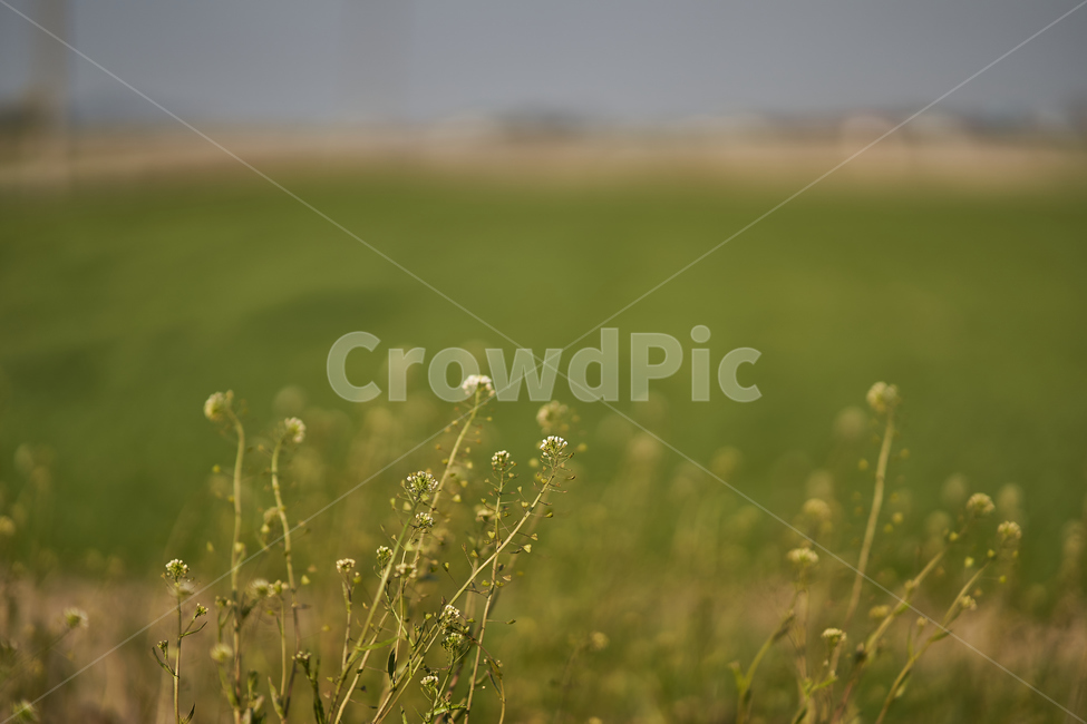 봄,보리,청보리,barley,yard,들