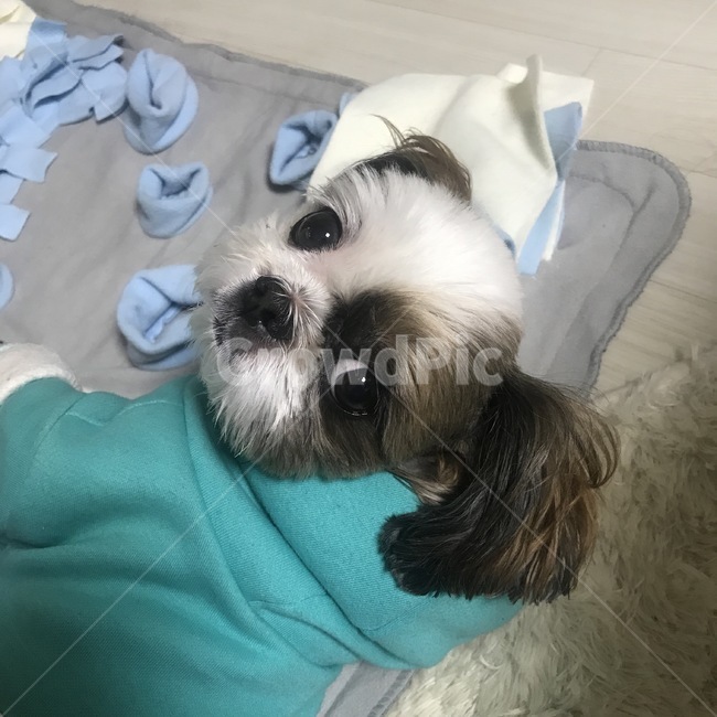 강아지,개,시추,시츄,동물,애완동물,애견,강아지모델,반려견,펫