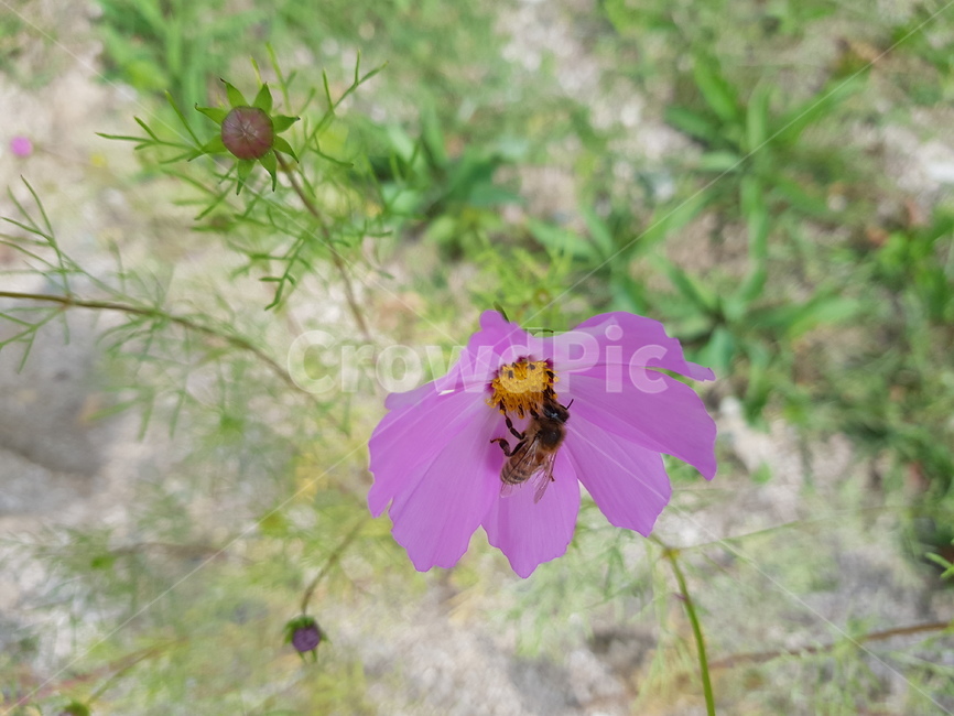 가을,코스모스,벌,자연,cosmos,꽃,가을,계절,fall,autumn,season,식물,자연,plants,nature,꽃,flower,동물,animal,곤충,벌레,insect,bug,blossom,geranium,제라늄,plant