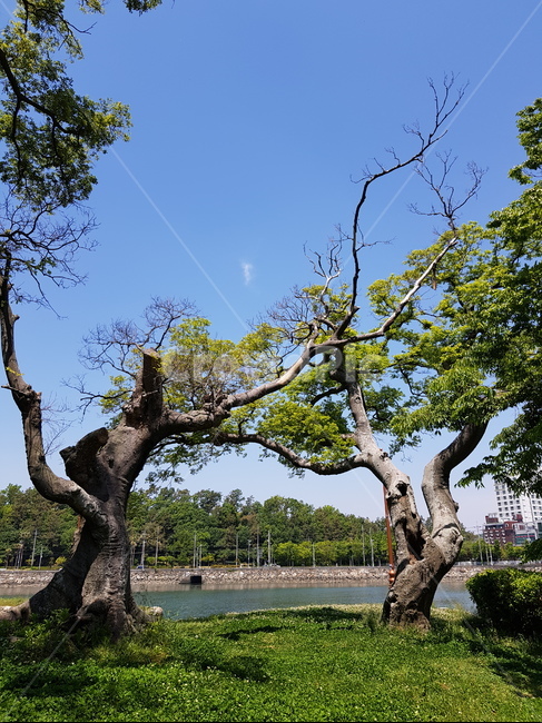 나무,하늘,풍경,계절,여름