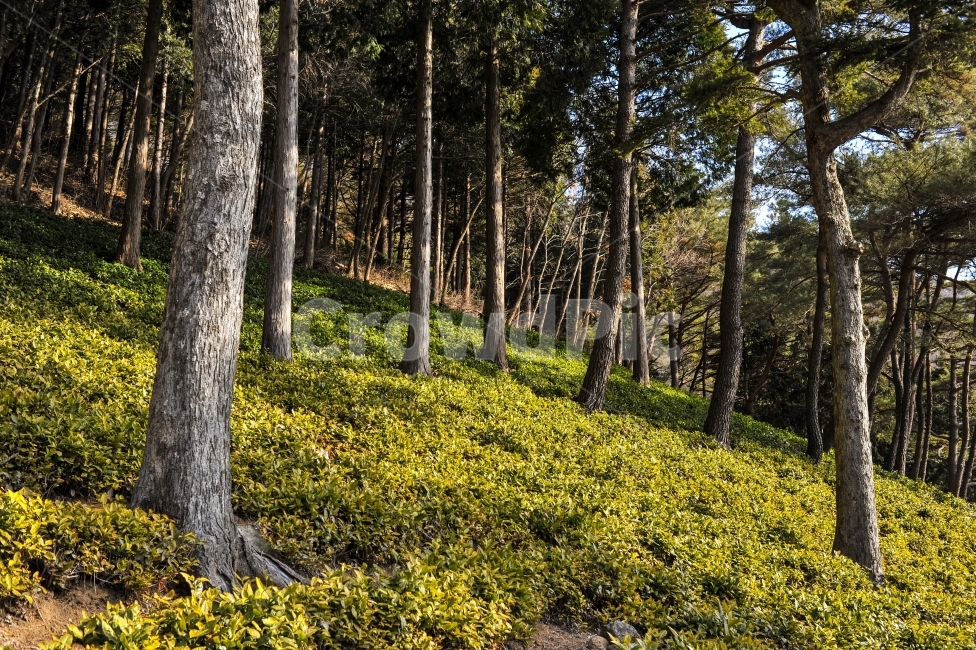 풍경,산,푸르름,스냅,나무,녹차,식물,자연,plants,nature,나무,trees,wood