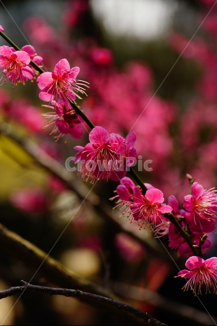 홍매화,한국자연,꽃,꽃사진,플라워,flower,봄,봄꽃,spring,식물,plants,자연,nature,풍경,landscape,계절,season,snap,스냅,접사,macro,closeup,클로즈업,감성사진,감성,힐링,healing,느낌,feel,feeling,꽃밭,화단,나무,나뭇가지,tree,꽃봉오리,4월,April,봄,계절,spring,season,식물,자연,plants,nature,꽃,flower,아침식사,조식,브런치,breakfast,brunch,plant