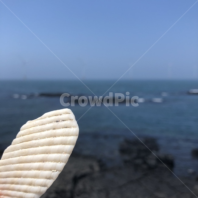조개,바다,sea,ocean,해안