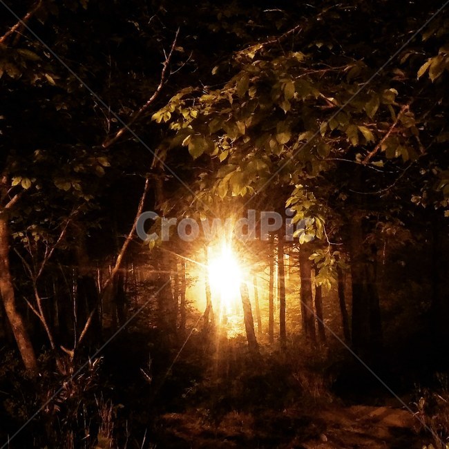 숲속,불빛,나무,밤경치,가을밤,야경,밤,풍경,nightscape,night,landscape,light,빛,flare,플레어,sunlight,햇빛