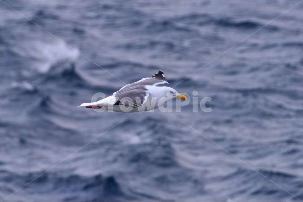갈매기,비상,호수,겨울,새,seagull,bird,lake,winter,동물,animal,조류,새,birds