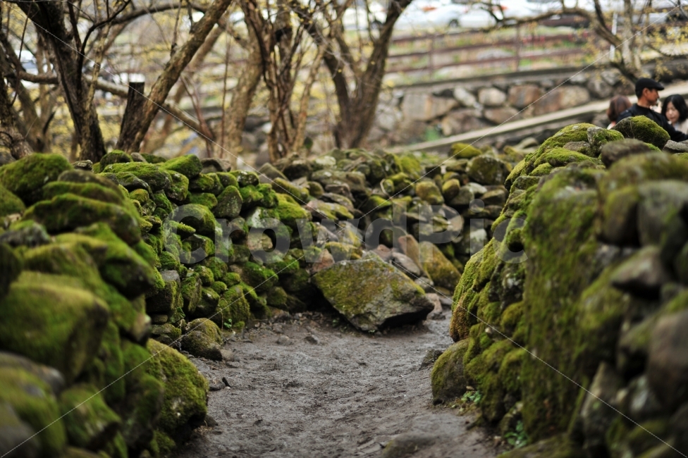 	구례,반곡마을,산수유마을,산수유축제,이끼돌담,상위마을,자연,풍경,nature,landscape,plant,식물,moss,이끼