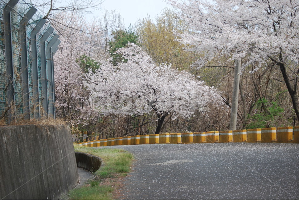 봄,청량산,산,벚꽃,나들이,마산,등산,plant