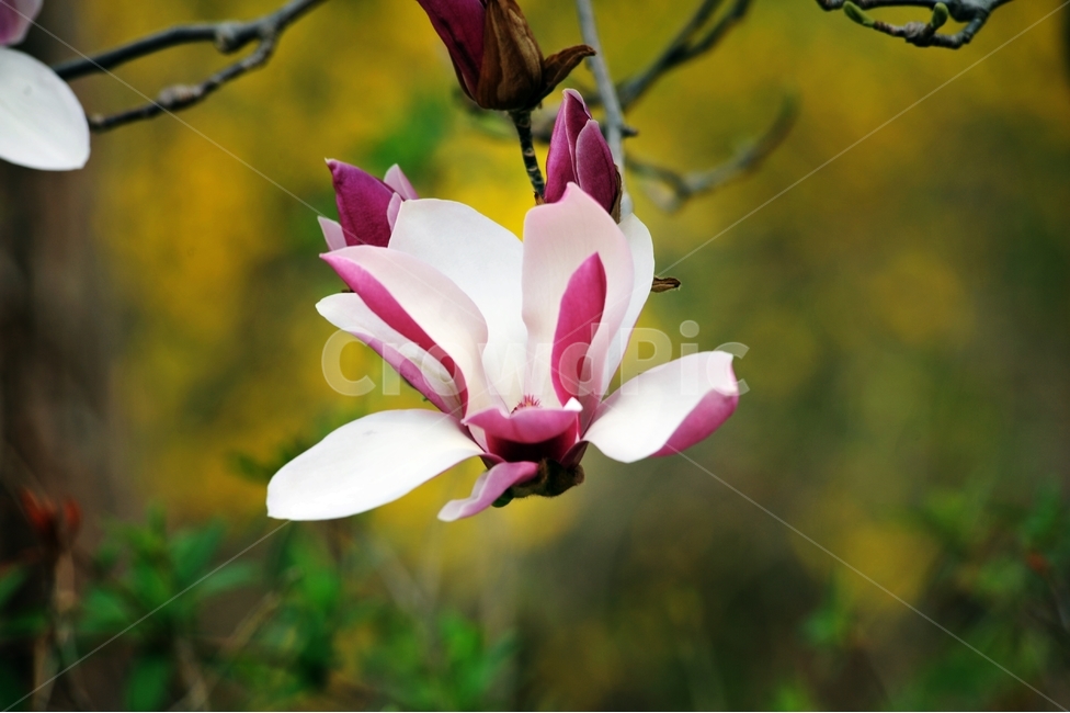 목련,자목련,나무연꽃,Magnolialiliiflora,봄꽃,紫木蓮,은혜,존경,신치,방목,목필,보춘화,봄,계절,spring,season,식물,자연,plants,nature,꽃,flower,plant