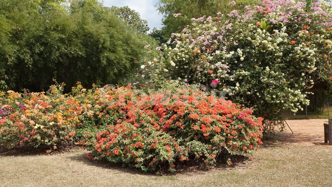 꽃,꽃밭,garden,정원,식물,bush,plant,vegetation,부시,outdoors,옥외