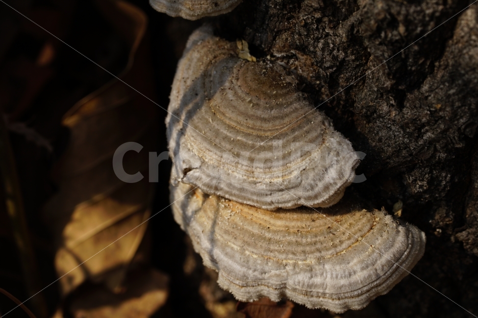 버섯,나무,식물,자연,낙엽,산,야채,mushroom,vegetable,fruit,과일,열매,food,식재료,식자재,요리,레시피,recipe,tree,한국자연,한국의자연,한국적인,nature,풍경,landscape,mountain,country,시골,감성,감성사진,힐링,힐링사진,스냅,스냅샷,스냅사진,스넵,스넵사진,스넵샷,snap,snapshot,식물,자연,plants,nature