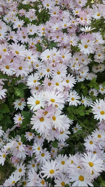 꽃,봄,flower,식물,plants,식물,자연,plants,nature,꽃,flower