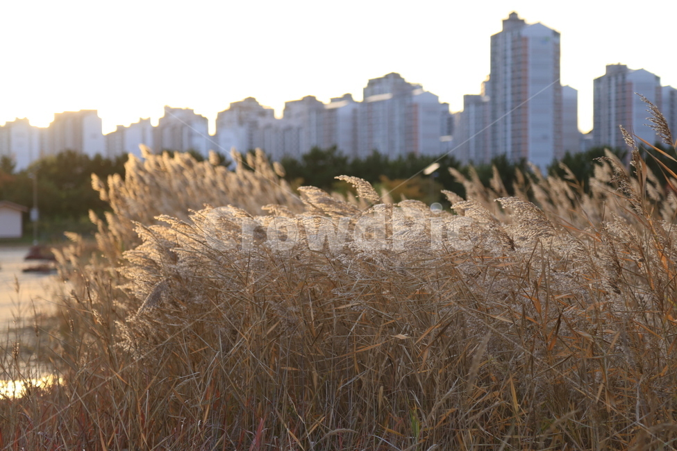 가을,fall,억새풀,자연,풍경,하늘,가을,계절,fall,autumn,season,도시,풍경,city,landscape,한국도시풍경,한국도시경관,korea cityscape,grass,잔디,plant,식물