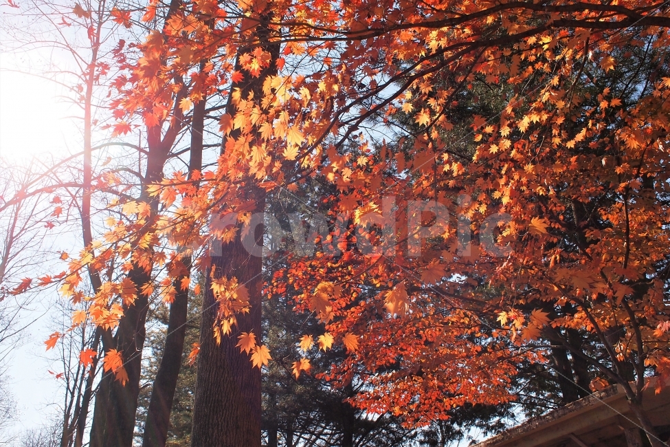 가을,단풍,풍경,식물,나무,자연,여행,색감,물들은,단풍나무,잎사귀,나뭇잎,가을,계절,fall,autumn,season,식물,자연,plants,nature,나무,trees,wood,휴식,힐링,rest,relaxation,healing,leaf,잎,plant,tree,maple