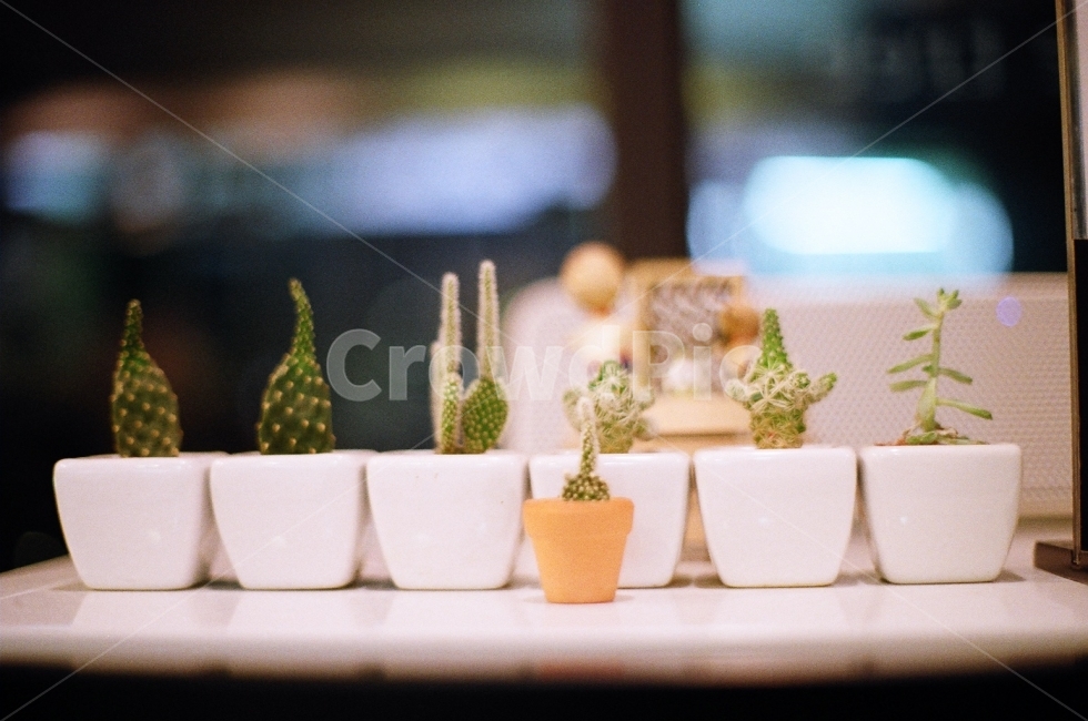 필름사진,감성사진,선인장,인테리어소품,카페인테리어,식물,자연,plants,nature,실내용화초,화분,화초,house plant,감성,sensible,feeling,인테리어,실내디자인,interior design