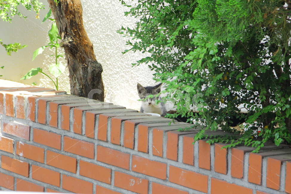 고양이,길고양이,아기고양이,경계,밥먹는고양이,동물,동물,animal,포유류,mammal,고양이,cat,kitten,kitty