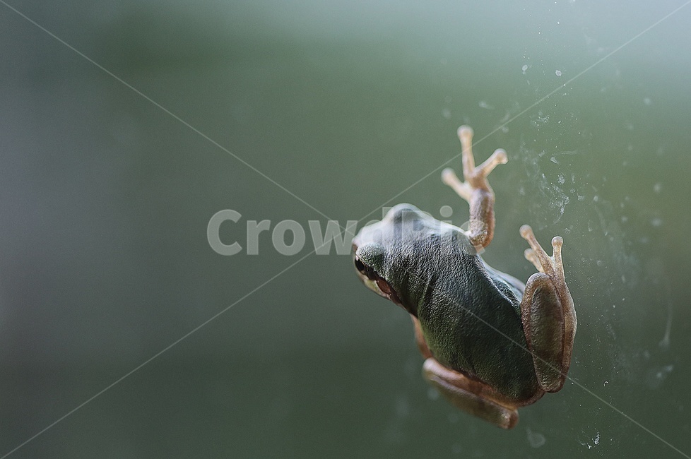 개구리,자연,청개구리,살아있는,동물,동물,animal,파충류,양서류,reptile,amphibian
