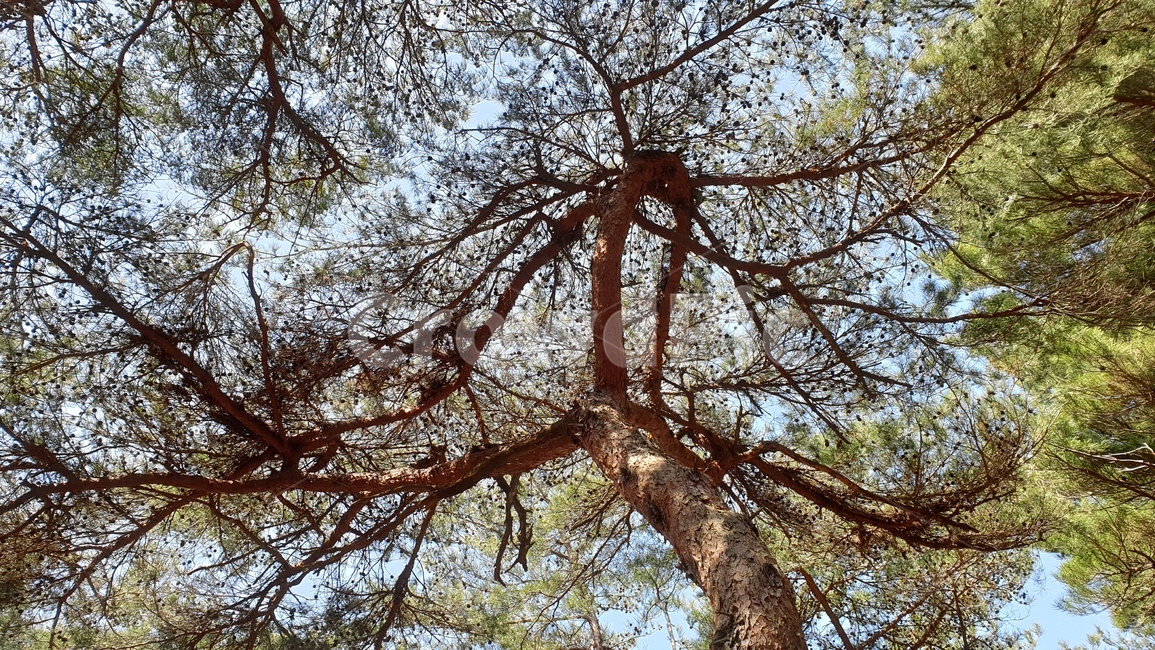 안면도,자연휴양림,소나무,숲,파노라마,풍경,자연,풍경,nature,landscape,나무,trees,wood,tree,plant,식물,tree trunk,나무 줄기