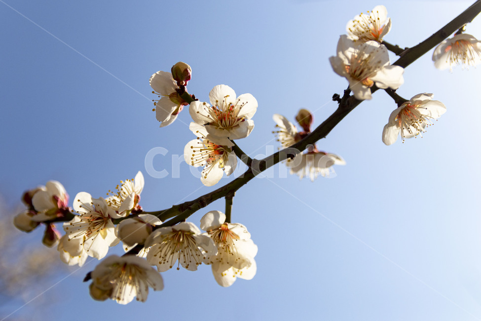 매화,매화꽃,백매화,plumblossom,whiteplumblossom,봄꽃,식물,plant,봄,계절,spring,season