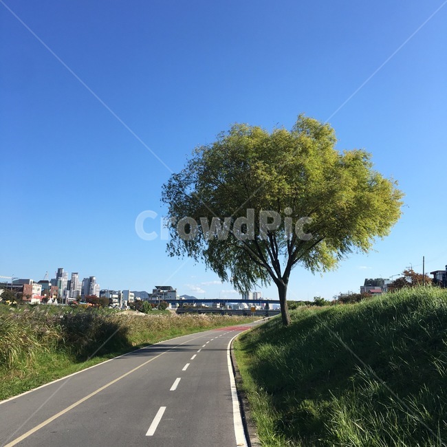 나무,단풍,가을,풍경,자연,tree,autumn,green