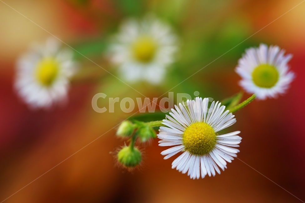 개망초,개망초꽃,야생화,국화과,귀화식물,식물,자연,plants,nature,꽃,flower