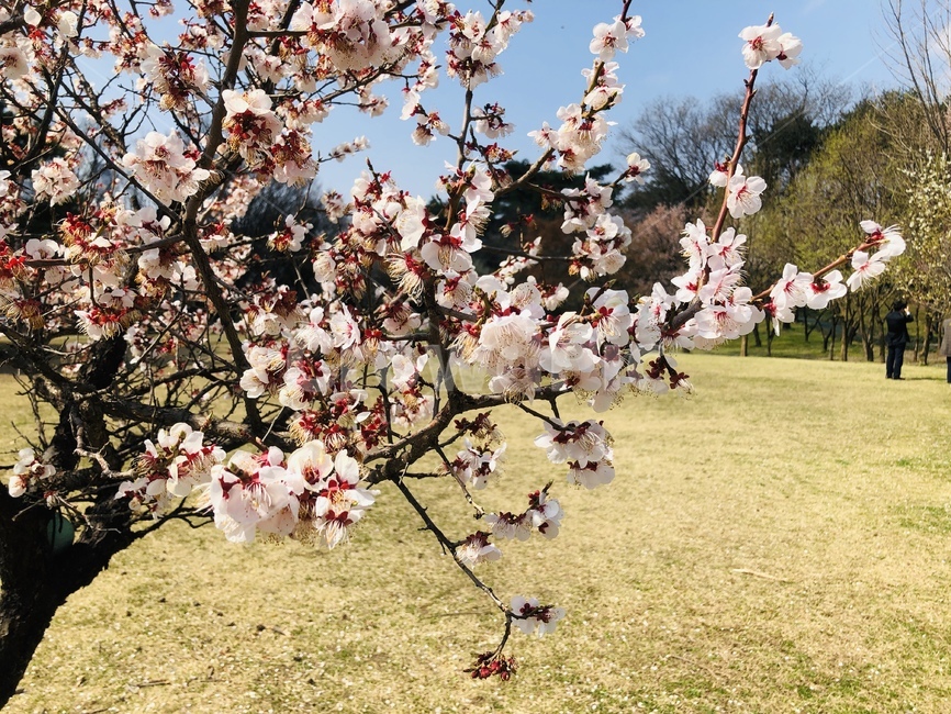 flower,cherryblossoms,spring,꽃,봄,벚꽃,plant,식물,blossom,나무,tree
