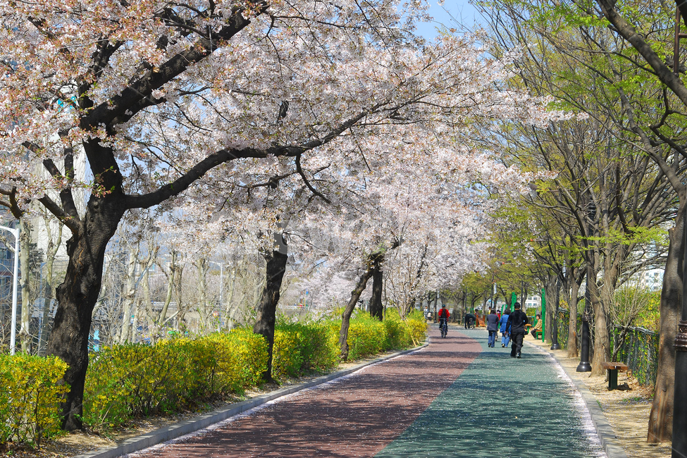 벚꽃,산책,산책로,봄,풍경,봄풍경,길,벚꽃길,벚나무,꽃,나무,가로수,식물,한국,봄,계절,spring,season,자연,풍경,nature,landscape,사람들,대중,군중,other people,crowd,plant,flower,blossom