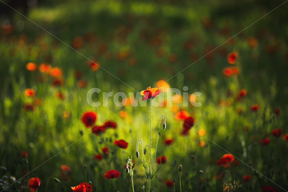 양귀비,꽃밭,붉은꽃,양귀비꽃,붉은양귀비,식물,자연,plants,nature,꽃,flower