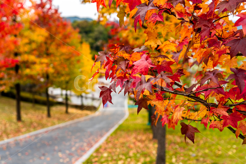leaf,잎,plant,식물,maple,단풍,가을,autumn,fall,가을,계절,fall,autumn,season,tree,나무