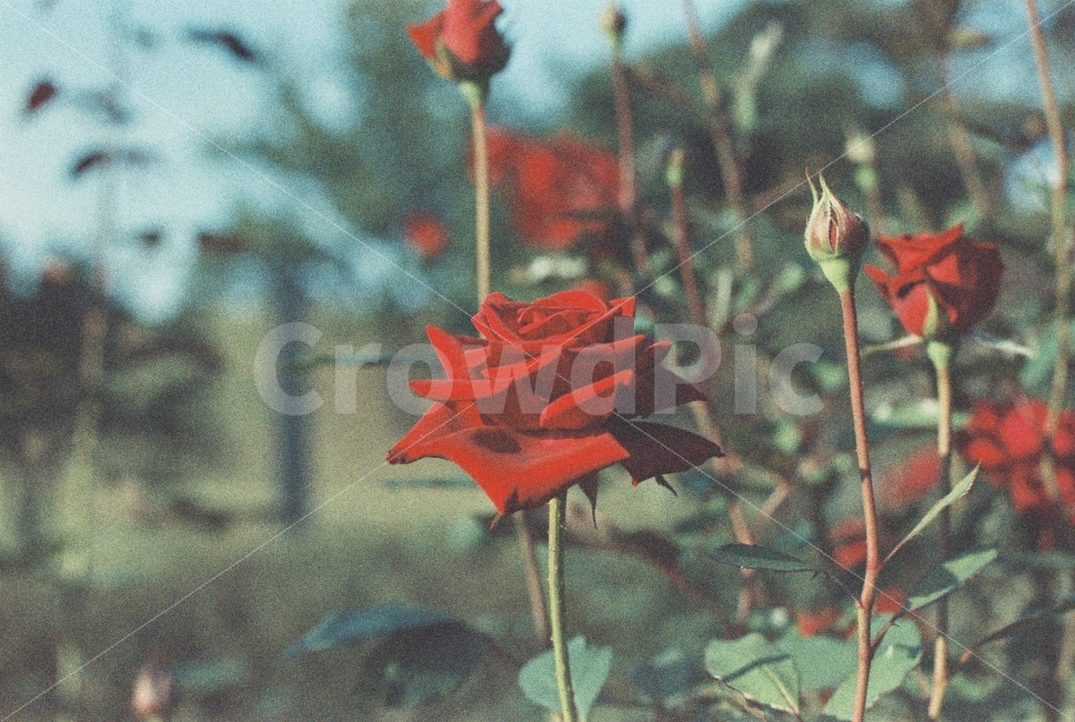 아날로그,꽃,장미,감성,필름,필름카메라,무보정,아날로그필름,Nikon,FM2,식물,자연,plants,nature,꽃,flower,감성,sensible,feeling