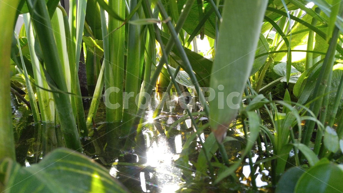 연못,식물,물,빛,밝은,녹색,야외,배경,감성,pond,plant,water,light,bright,green,background,emotional