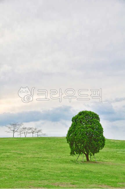 Olympic Park,seoul,strong,lonesome,Alone tree,tree,park