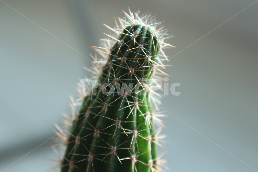 선인장,cactus,식물,plant,green