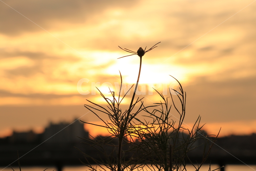 한강,석양,구름,hanliver,sunset,cloud,식물,자연,plants,nature,꽃,flower