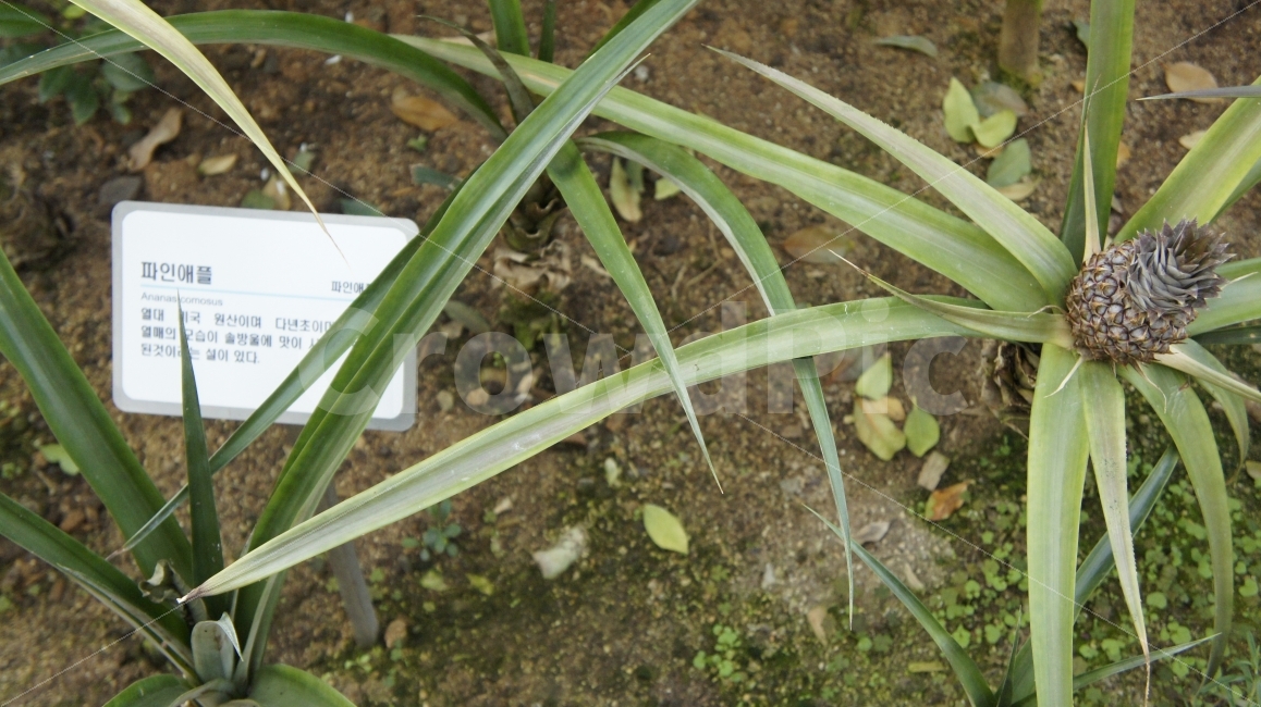 수목원,꽃,여행,안동,산책,식물,과일,식물,자연,plants,nature