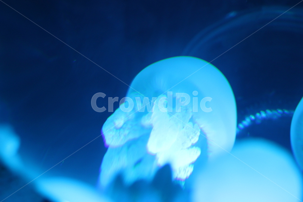 해파리,수족관,해양생물,동물,jellyfish,젤리피쉬