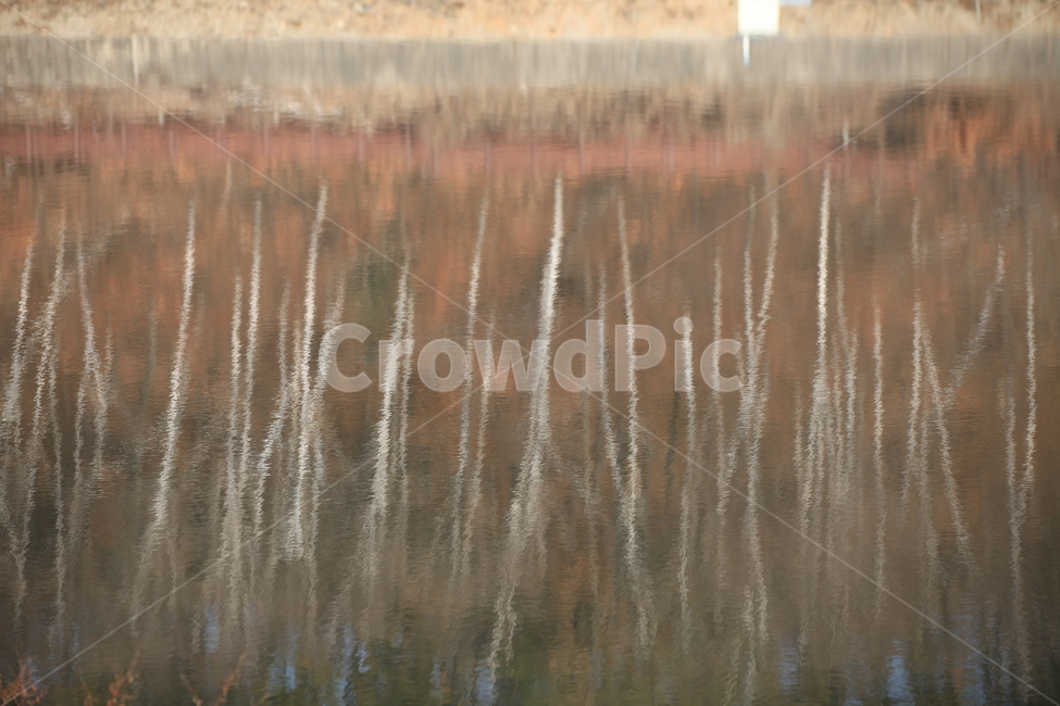 자작나무,반영,plant,식물,outdoors,옥외,자연,nature